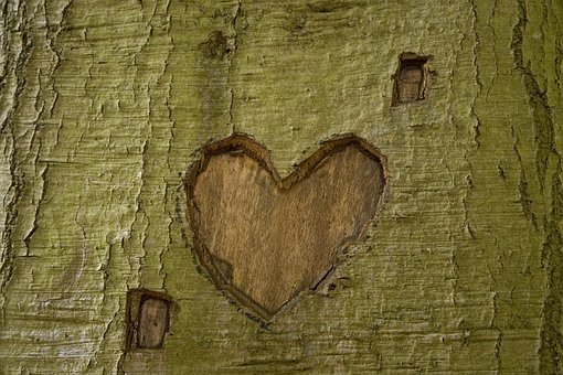 Free Tree Park photo and picture