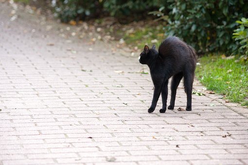 Freitag 13, Hypnose, Katze