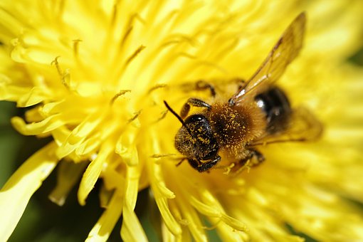 Biene, Löwenzahn, Blumen Hintergrund