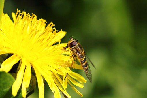 Insekt, Löwenzahn, Blume, Schöne Blumen