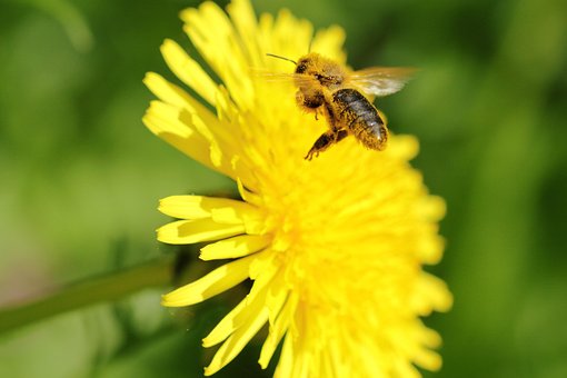 Biene, Flug, Schöne Blumen