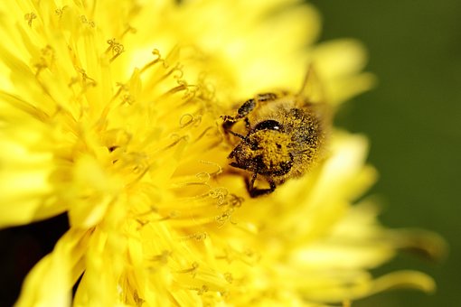 Biene, Gelb, Blume, Garten, Insekt