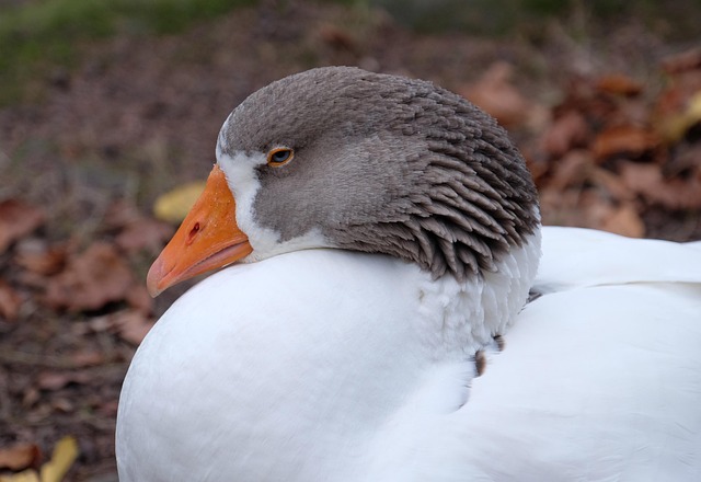 Pato Picture Pato Natureza Plumagem - Foto gratuita no Pixabay - Pixabay