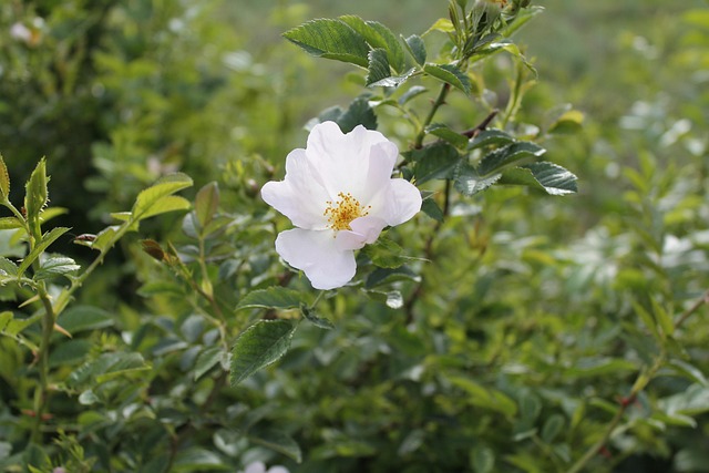 Bloem, Natuur, Wit, Theeroos