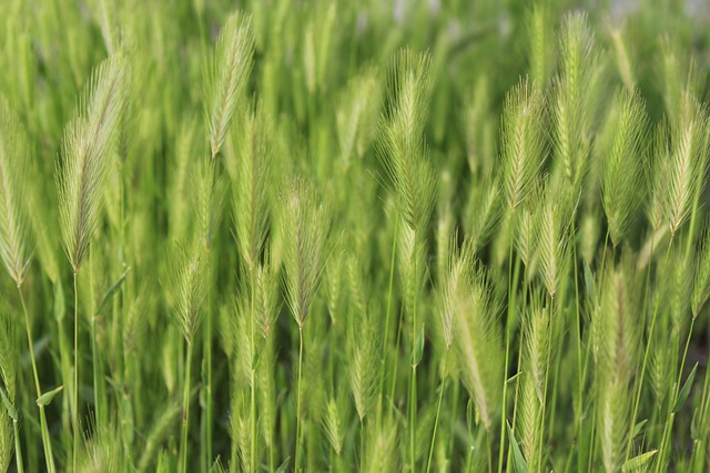 Natuur, Maagd, Vrede, Groen Gebied
