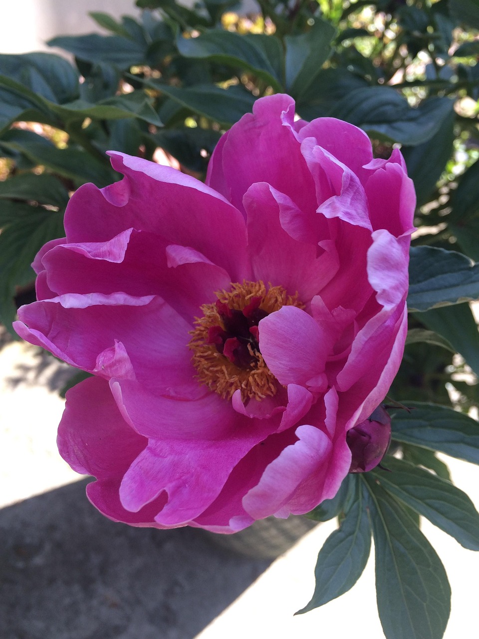 식물 꽃 작약 Paeonia - Pixabay의 무료 사진