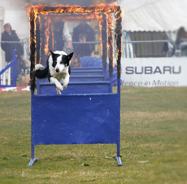 Free Sheep Dog Jumping Through Fire photo and picture