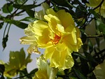 yellow rose, rose, rambler