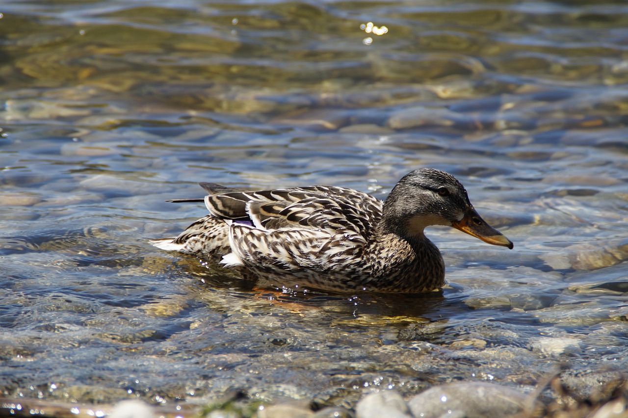 Ducks Mallards Birds Duck - Free photo on Pixabay - Pixabay