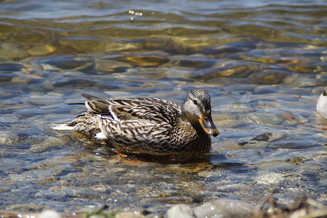 Ducks Mallards Birds Duck - Free photo on Pixabay - Pixabay