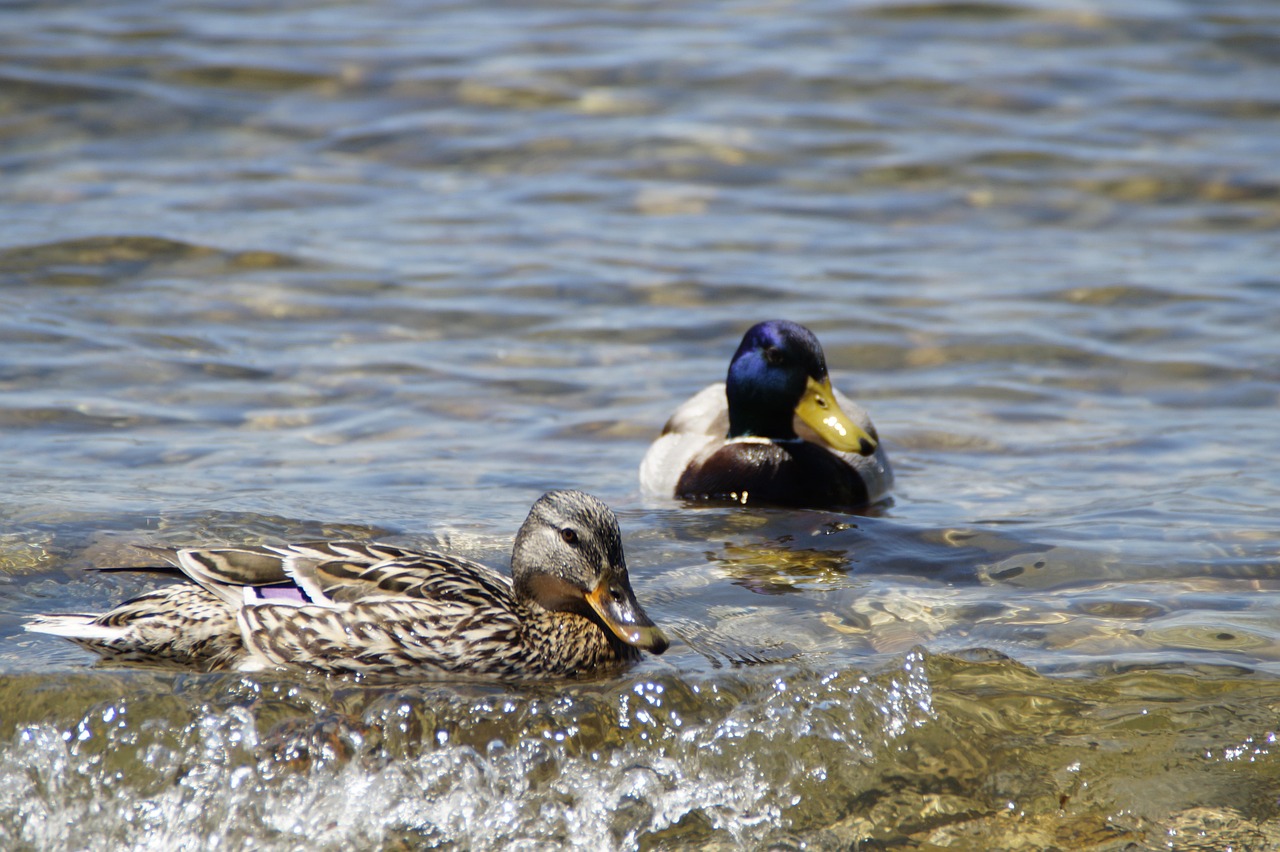 Ducks Mallards Birds Duck - Free photo on Pixabay - Pixabay
