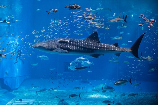 Free Whale Aquarium illustration and picture