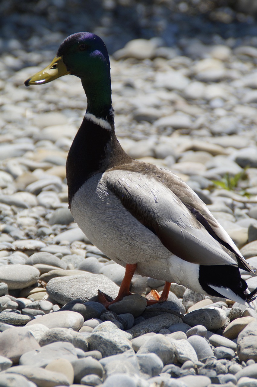 60+ Free Running Duck & Nature Images Pixabay