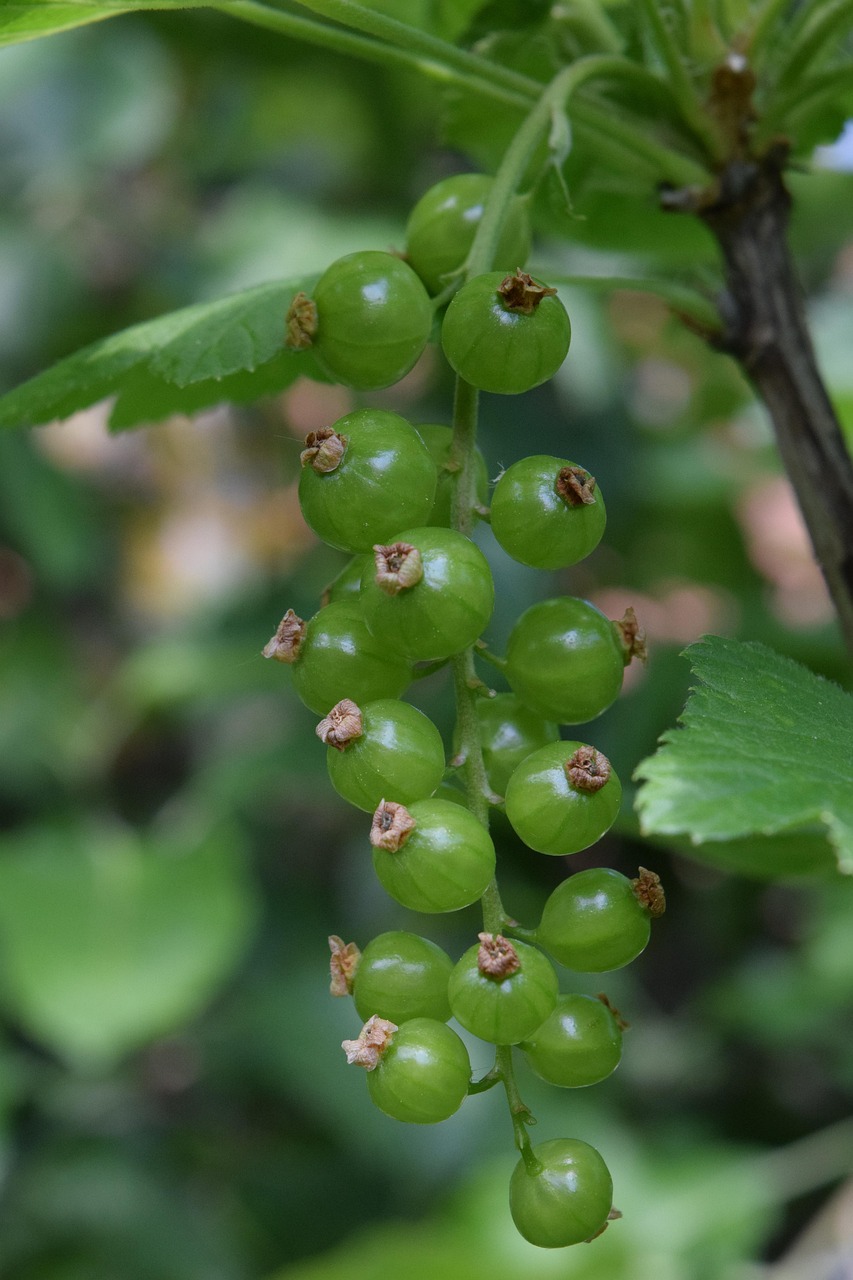 Currant Immature Gooseberry Family - Free photo on Pixabay - Pixabay