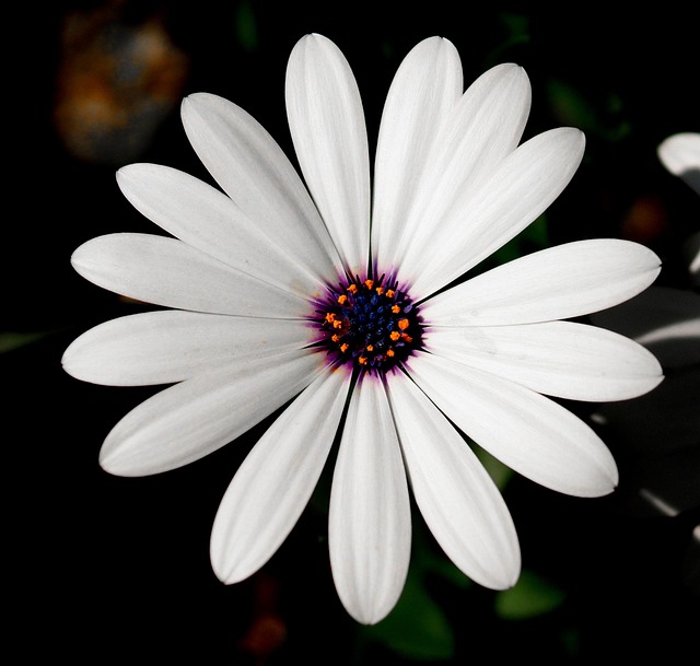 Free Flower White photo and picture