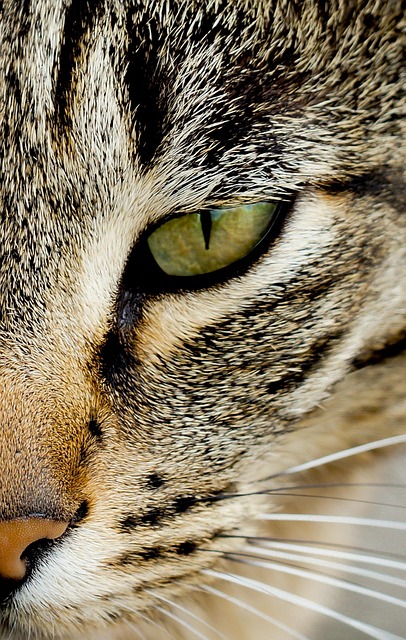 Free Cat Eye photo and picture
