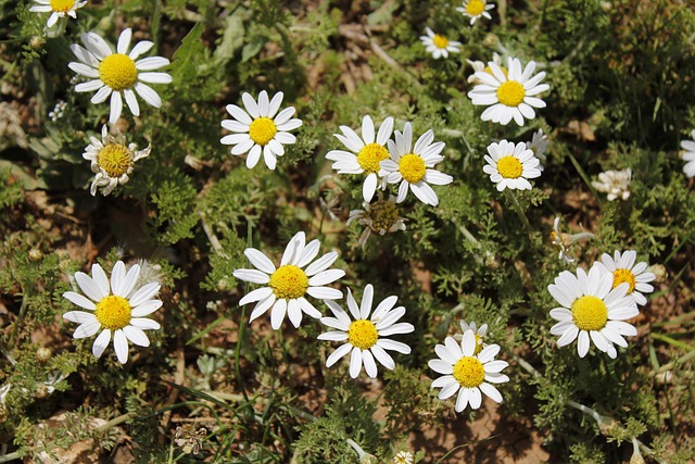Madeliefje, Bloem Achtergrond