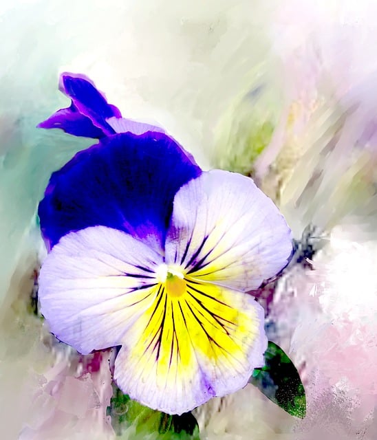 Free pansy digital oils painted illustration