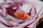 flower, rose, nature