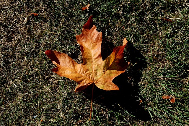 Free Leaf Fall photo and picture