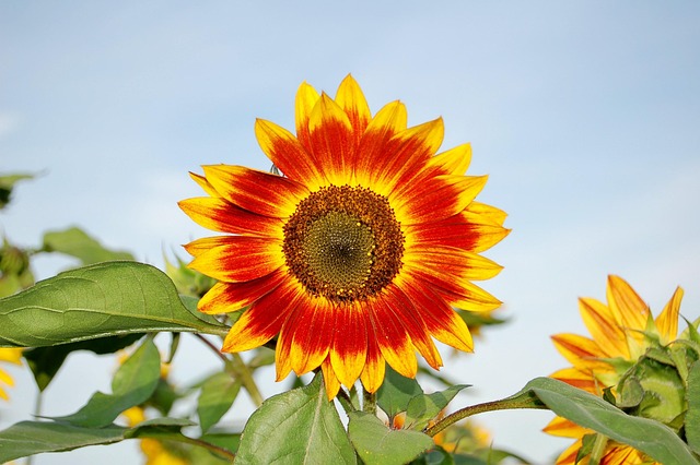 Free Sunflower Flower photo and picture
