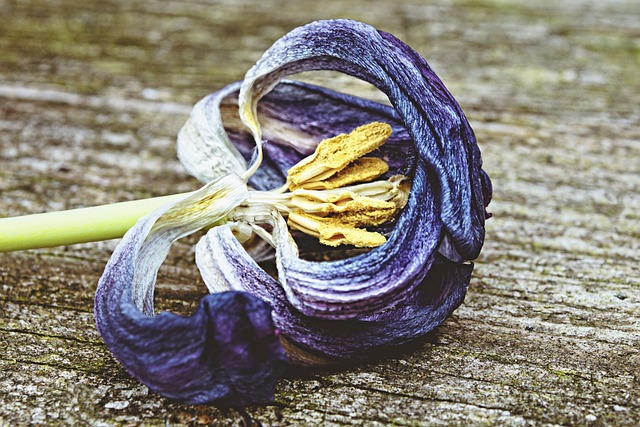 Blau, Vergessen, Blume, Alt, Verfallen