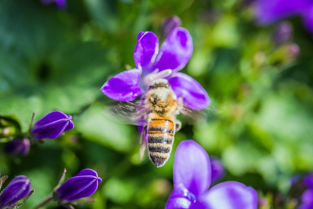 Bi, Insekt, Tæt Op, Makro, Blomst