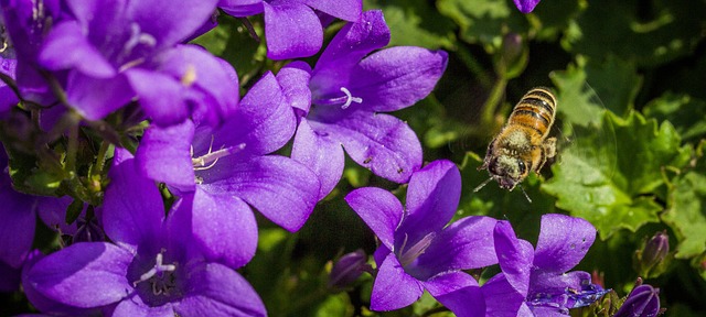 Bi, Insekt, Tæt Op, Makro, Blomst