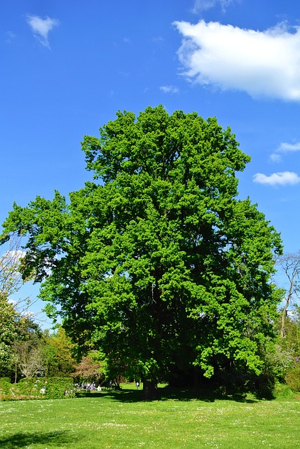 Free Tree Summer photo and picture