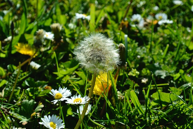 Free Dandelion Flower Background photo and picture