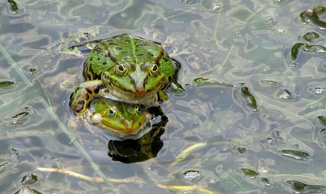 Teichfrosch, Frosch, Grün, Amphibie