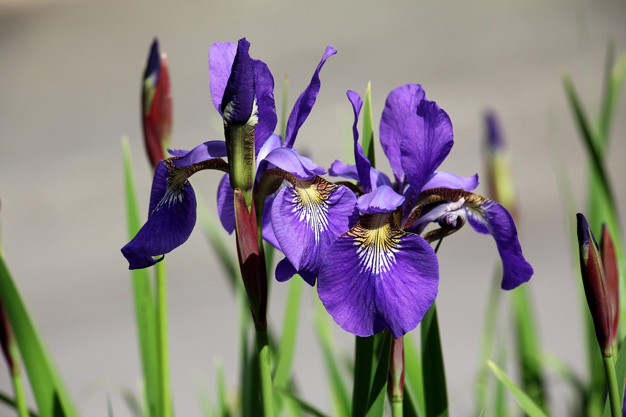 400 000 Free Iris Flowers Iris Images Pixabay
