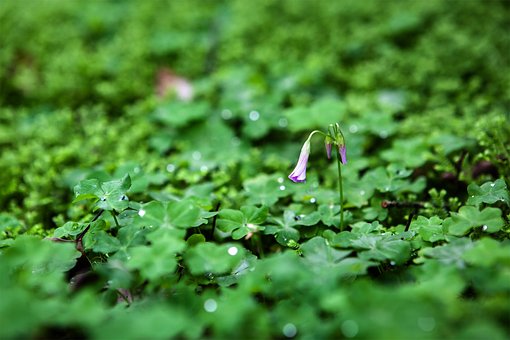 Free Flower Leave photo and picture
