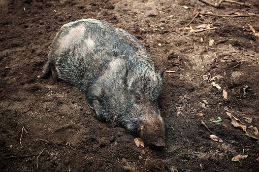 Free Wild Boar Wild Pig photo and picture