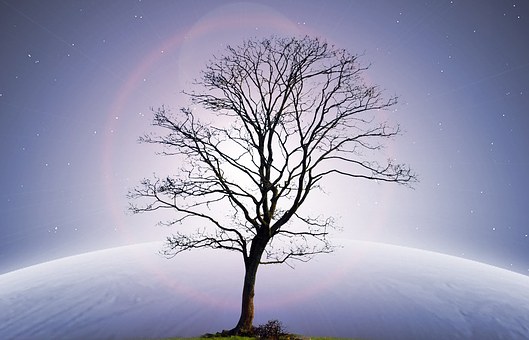 Boom, Maan, Licht, De Ruimte, Natuur