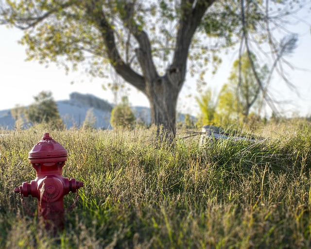 Free Fire Hydrant Tree photo and picture