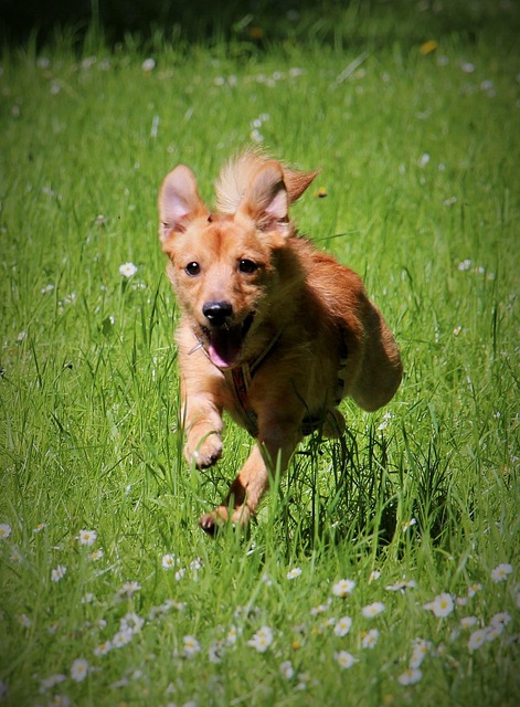 Hund, Løb, Springe, Bevægelse Grønt Græs