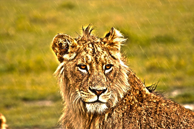 Free Lion Savannah photo and picture
