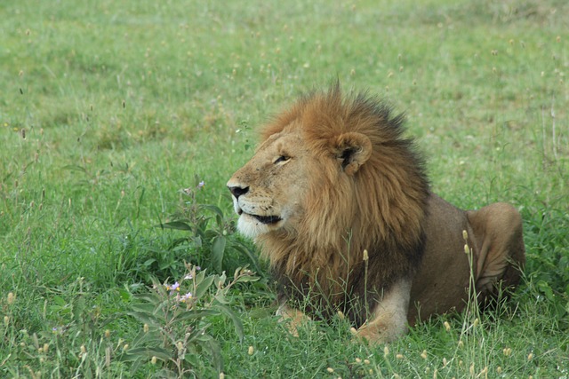 Free Lion Safari photo and picture
