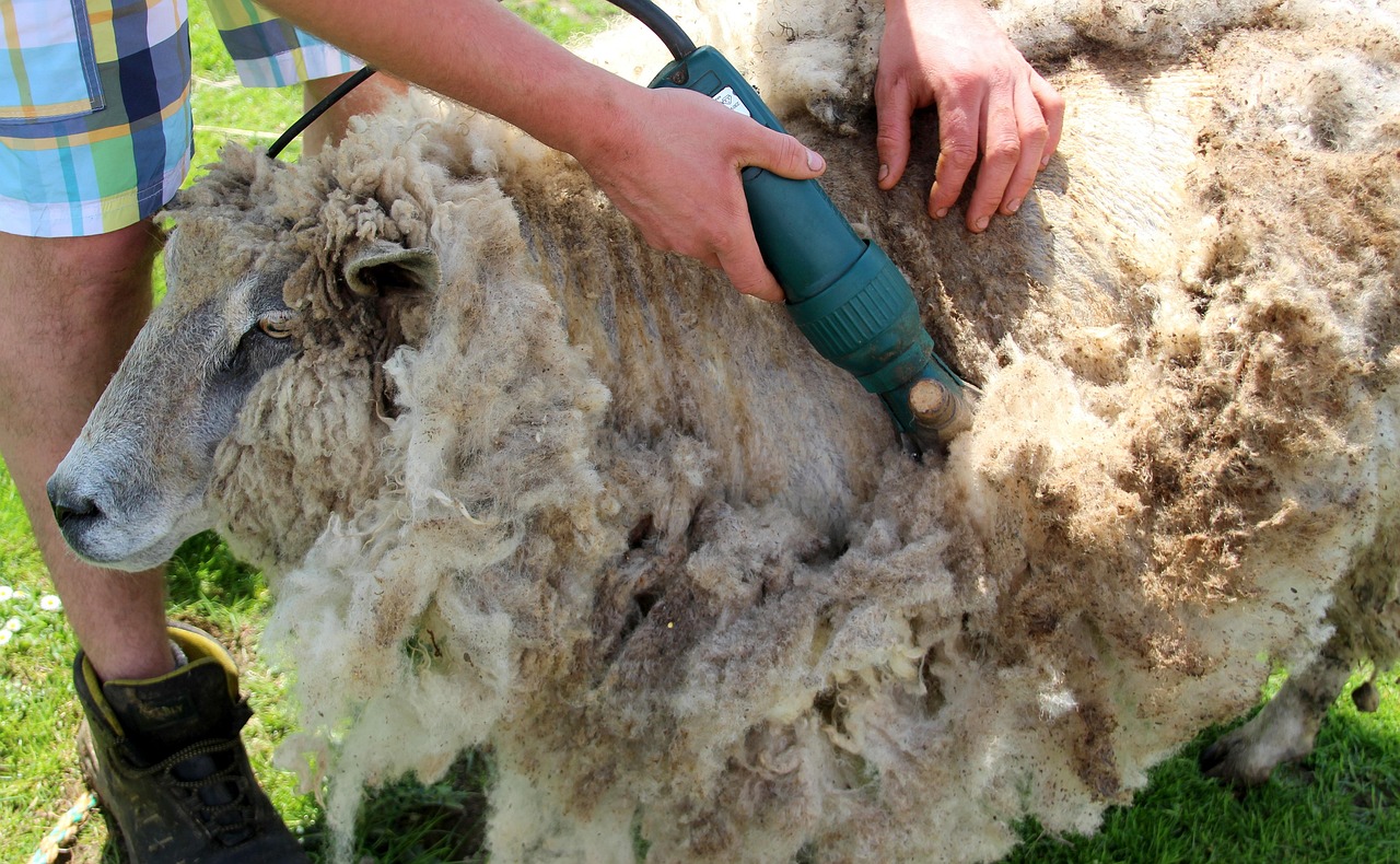 Sheep Shearing Shear Free Photo On Pixabay Pixabay