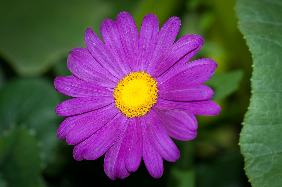 Bloem Purper Violet Paarse Gratis Foto Op Pixabay Bloem Purper Violet Paarse Gratis Foto Op Pixabay