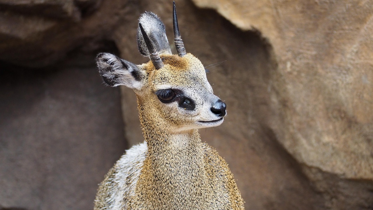Klipspringer Antilope Africain Photo Gratuite Sur Pixabay