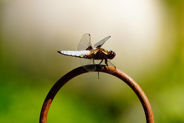 Free Dragon-Fly Wing photo and picture