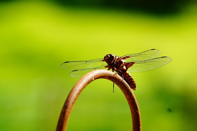 Free Dragon-Fly Wing photo and picture