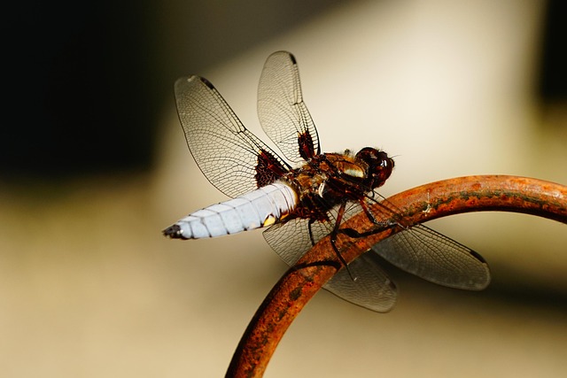 Free Dragon-Fly Wing photo and picture