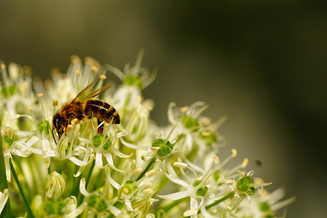Free Bee Blossom photo and picture