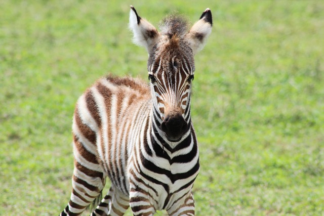 Free Zebra Savannah photo and picture