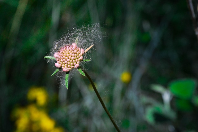 Blume, Wild, Centaurea Cyanus