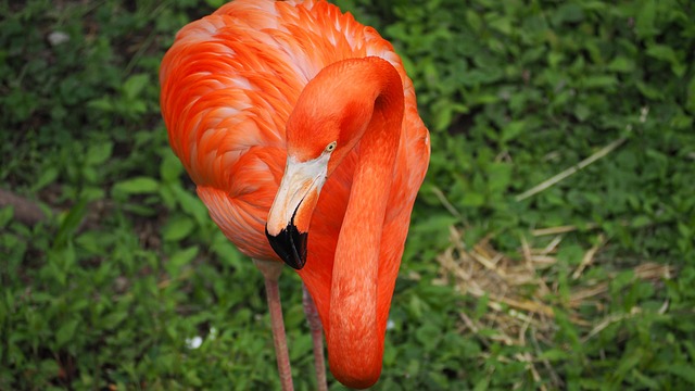 Free Flamingo Bird photo and picture