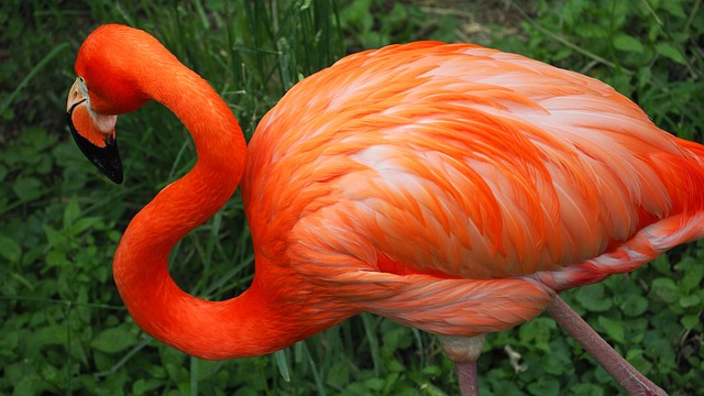 Free Flamingo Bird photo and picture